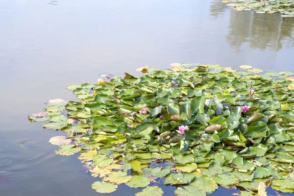 Пруд с водяными лилиями и зелеными животными — стоковое фото