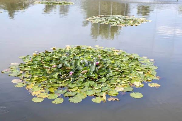 Damm med vatten Lillies och gröna lieaves — Stockfoto