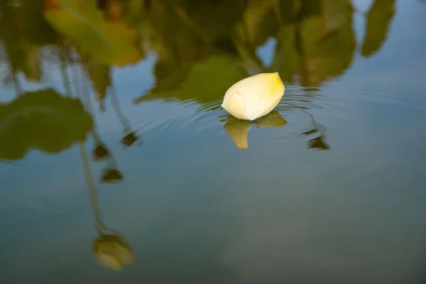 Pétale de nénuphar flottant à la surface — Photo