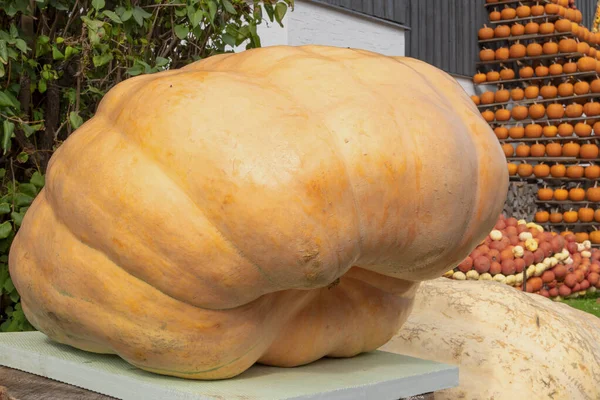 Giant orange pumpkin with strange strange form, — Stockfoto