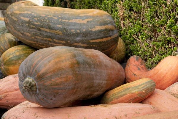 Jättelånga orange och gröna pumpor, halloween — Stockfoto