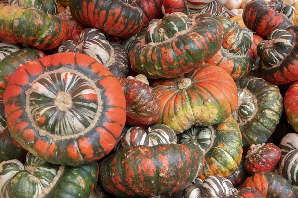 Många apelsin och gröna smör kopp pumpor — Stockfoto