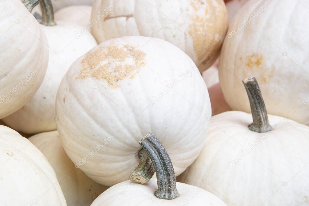 White pumpkins with green stems, close up