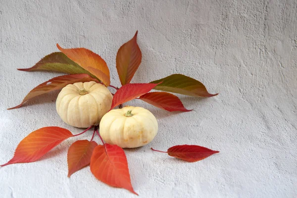 Två vita pumpor med röda blad isolerade — Stockfoto