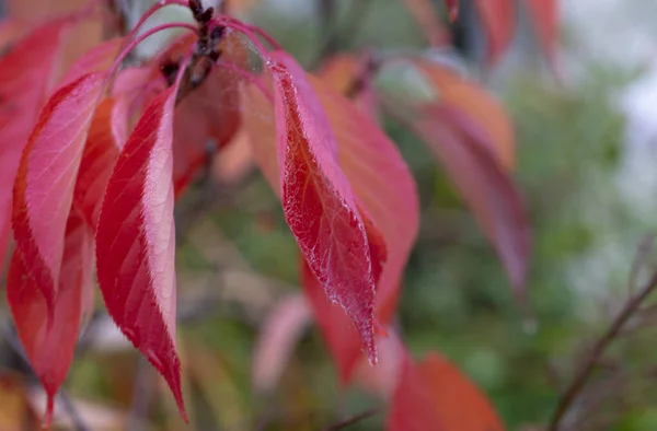 Rode herfstbladeren op tak, close-up — Stockfoto