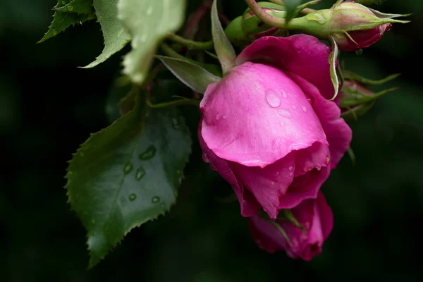 Темно Рожева Троянда Бутонами Зеленим Листям Після Дощу Чорному Тлі — стокове фото