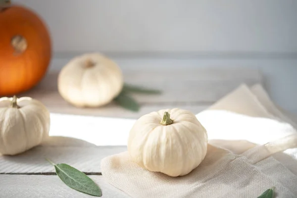 Liten Vit Och Orange Vit Bakgrund Kopiera Utrymme — Stockfoto