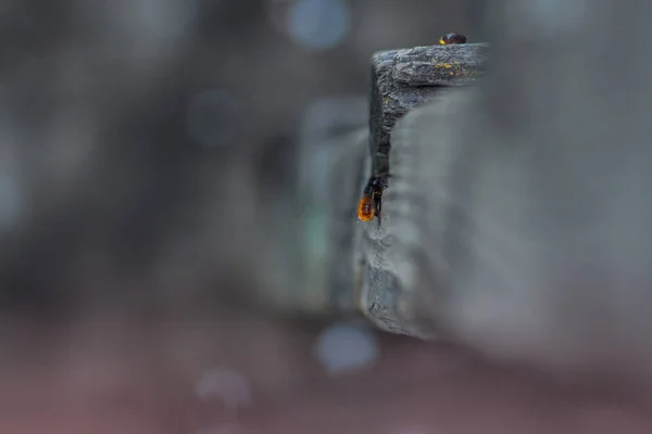 Insekt Sitter Den Föråldrade Åldern Trä Bar Fluga Närbild — Stockfoto