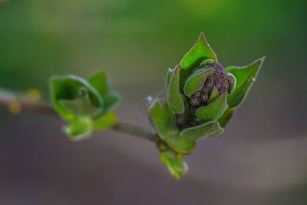 Νέοι Συρίνα Λιλά Bud Closeup Μακροεντολή Βλασταίνοντας Λουλούδι Στο Πράσινο Royalty Free Εικόνες Αρχείου