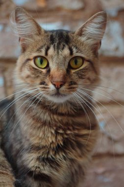 Yalnız kedi Korniş üzerinde oturan ve kamera lens arıyorum. Yeşil gözleri ve tuğla zemin üzerine beyaz bıyıklı ile güzel dumanlı kedi