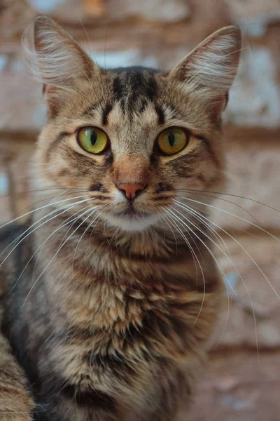 Lonely Cat Κάθεται Στο Γείσο Και Ψάχνει Φακό Της Κάμερας Royalty Free Φωτογραφίες Αρχείου