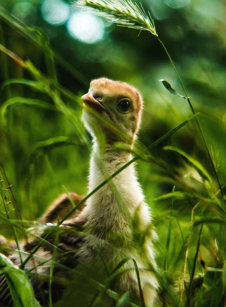 Μικρό Χαριτωμένο Τουρκία Poult Διαμονή Στο Καταπράσινο Γρασίδι Μια Ενιαία Εικόνα Αρχείου