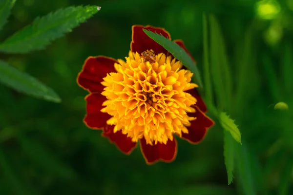 A close-up of marigold flower. Flower blossom colorful macro. Summer marigold blossom. Ladybug on marigold flower.