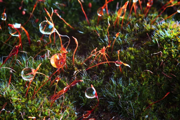 Gotas Lluvia Sobre Vegetación Los Musgos Musgo Con Gotas Agua —  Fotos de Stock