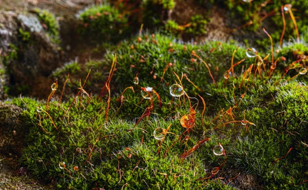 Regndroppar Mossor Vegetation Mossa Med Vattendroppar Vatten Droppar Mossa Vatten — Stockfoto