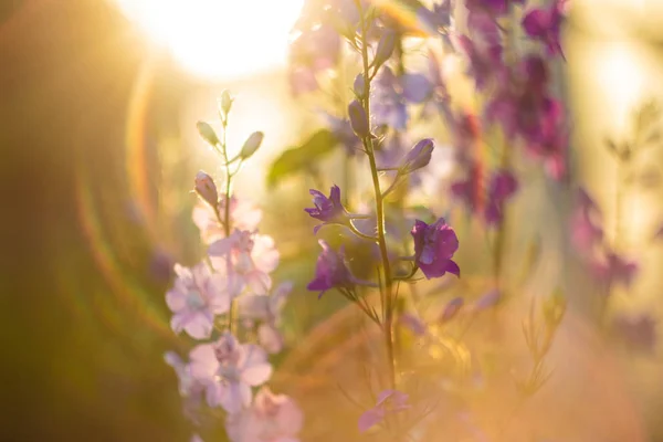 A flowers at the golden sunlight. The Sunset Time. Sun Shining Bright. A summertime pink and violet flowers at the sunset golden time