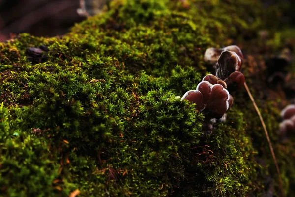 Setas jóvenes de ostra que crecen en un árbol caído. ensenada de musgo verde —  Fotos de Stock