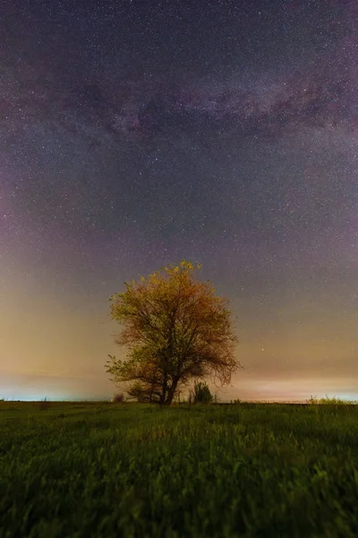 Vacker vårlandskap med Vintergatan båge över gräset fältet och Lonely Tree — Stockfoto