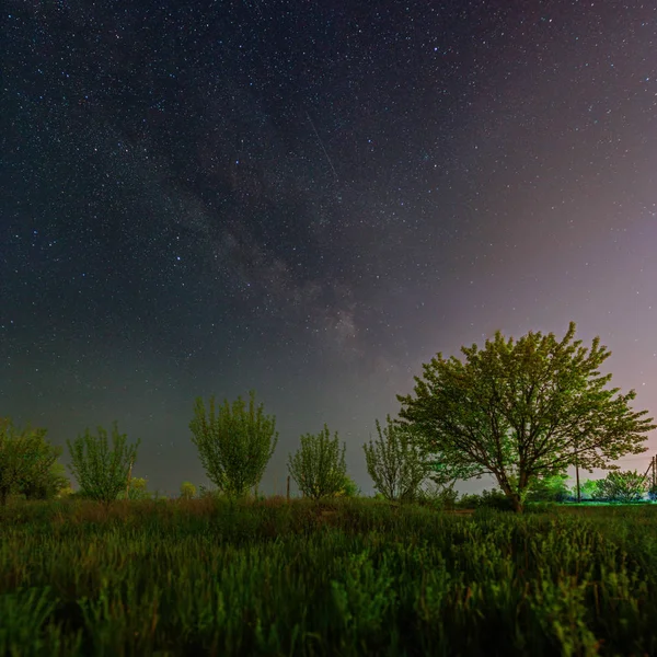 Zelené stromy pod hvězdnou oblohou a mléčnou dráhou — Stock fotografie