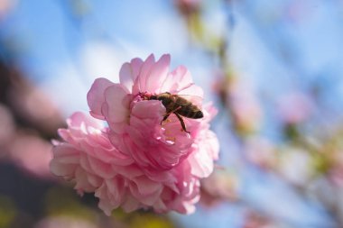 Arı mavi gökyüzü arka planında kehribar gül çiçeklerini tozlaştırır. Bahar böcekleri makro fotoğrafçılık. Ön görünüm