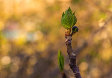  Mart ayında bir bahçede öğlen bir incir ağacının çiçek şube
