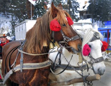 İçinde kışın iki at koşum