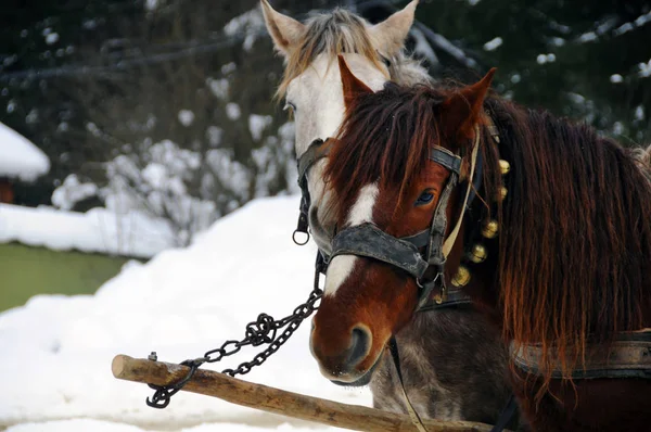 Konie Tle Śniegu — Zdjęcie stockowe