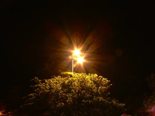 Gegen Den Nachthimmel Eine Laterne Die Die Krone Eines Grünen — Stockfoto