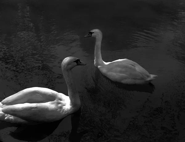 Two White Swans Swim Night Pond — Stock Photo, Image
