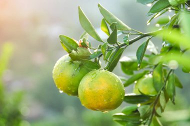 taze yeşil portakal ağacı dalı üzerinde büyüyen