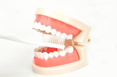 Beyaz arka plan üzerinde sahte diş çene fırçalama diş fırçası