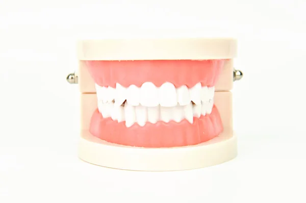 Mandíbulas Falsas Dentárias Fundo Branco — Fotografia de Stock