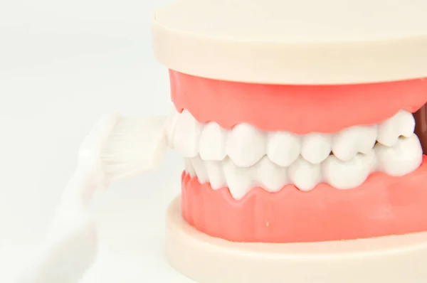 Toothbrush Brushing False Dental Jaws White Background — Stock Photo, Image