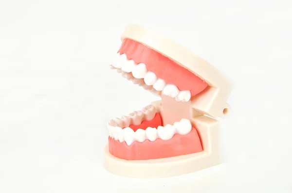 Fausses Mâchoires Dentaires Sur Fond Blanc — Photo