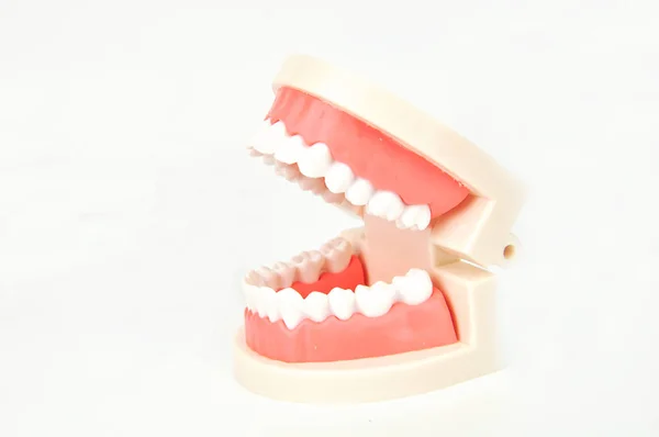 Dental False Jaws White Background — Stock Photo, Image