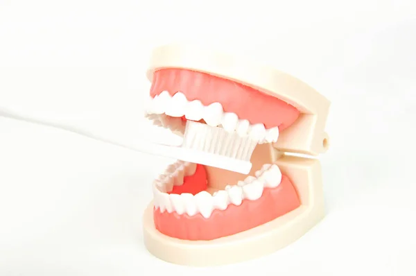 Escova Dentes Escovando Falsas Mandíbulas Dentárias Fundo Branco — Fotografia de Stock