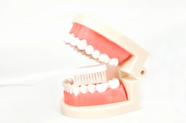 Toothbrush Brushing False Dental Jaws White Background — Stock Photo, Image