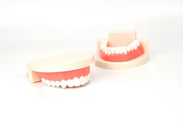 Ganasce Dentali False Sfondo Bianco — Foto Stock