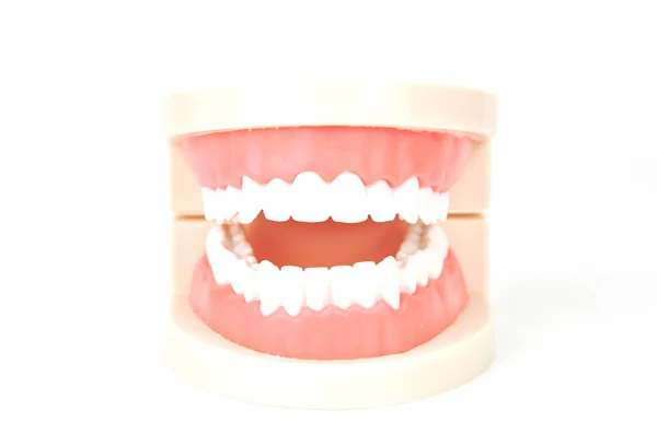 Dental False Jaws White Background — Stock Photo, Image