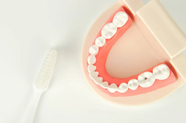 Bovenaanzicht Van Tandheelkundige Valse Kaak Tandenborstel Witte Achtergrond — Stockfoto