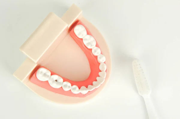 Bovenaanzicht Van Valse Tandheelkundige Kaak Tandenborstel Witte Achtergrond — Stockfoto