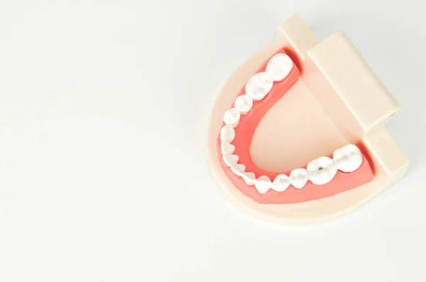 Vista Dall Alto Della Falsa Mascella Dentale Sfondo Bianco — Foto Stock