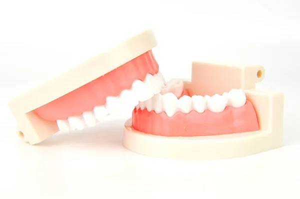 Dental False Jaws White Background — Stock Photo, Image