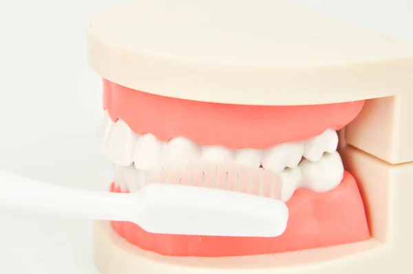 Toothbrush Brushing False Dental Jaws White Background — Stock Photo, Image