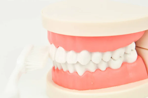Szczoteczka Szczotkowanie Fałszywych Zębów Szczęki Białym Tle — Zdjęcie stockowe