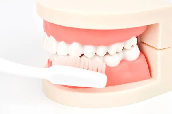 Szczoteczka Szczotkowanie Fałszywych Zębów Szczęki Białym Tle — Zdjęcie stockowe