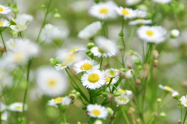 yakın çekim yeşil çayır papatya çiçek dolu vurdu