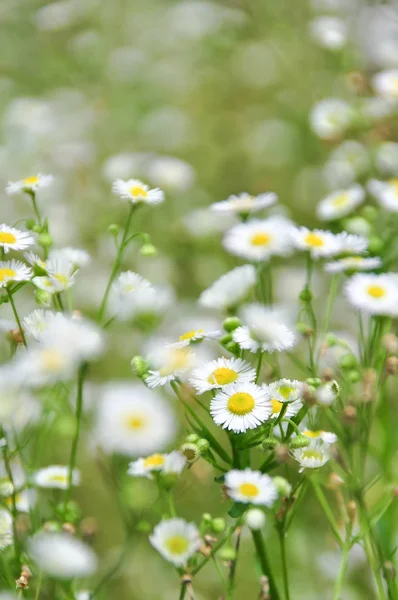 yakın çekim yeşil çayır papatya çiçek dolu vurdu