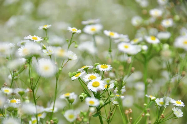 yakın çekim yeşil çayır papatya çiçek dolu vurdu