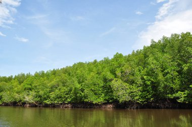 mangrov orman içinde Güney Tayland